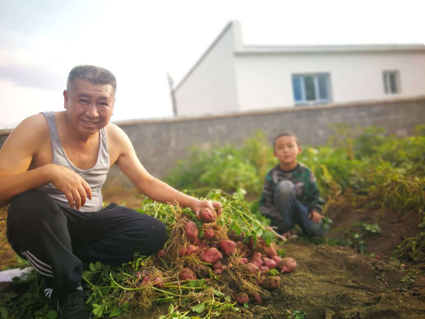 图4：额敏分公司驻额敏县玉什哈拉苏镇萨尔吾楞村扶贫干部罗新军同扶贫户赛勒克·沙德汗一起收获种植的土豆。