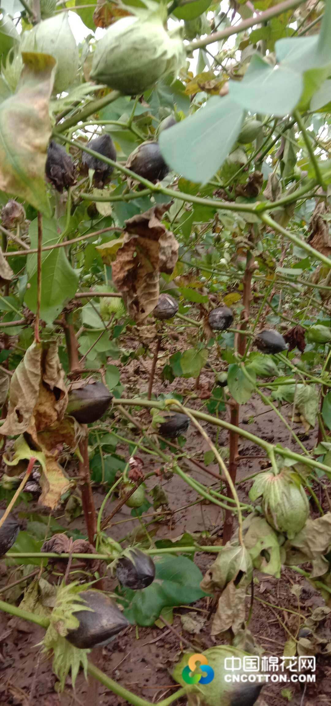 图片新闻|安徽安庆:十天阴雨导致棉花大幅减产