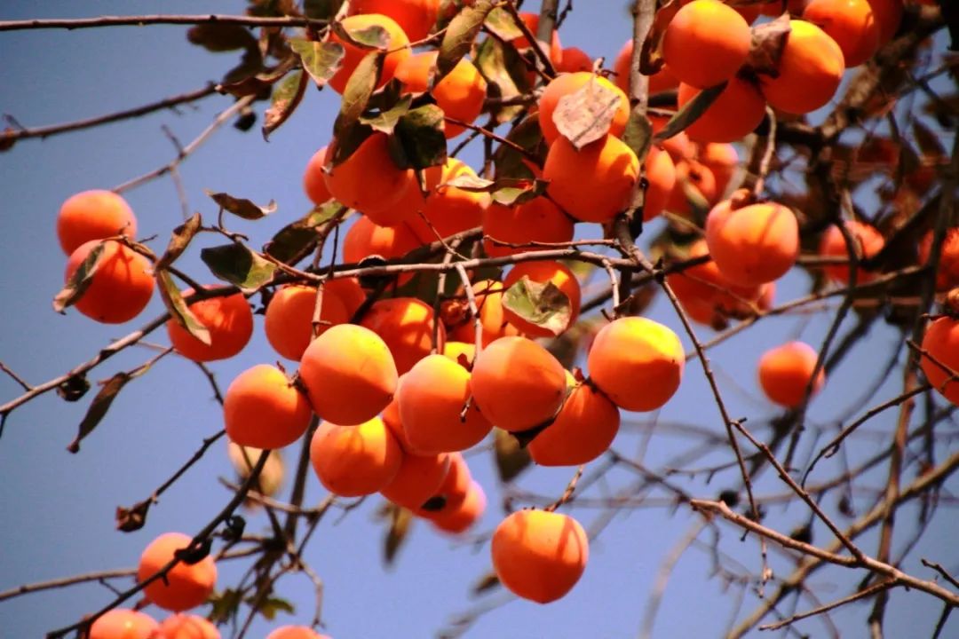 创意摘柿子大赛不见不散