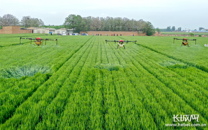 　　石家庄市栾城区温德格信科技有限公司农技人员使用植保无人机对小麦进行“一喷三防”管理。长城网记者 任光阳 摄