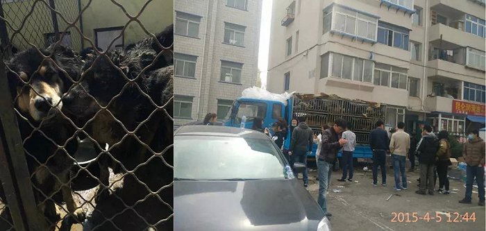 曾经的东方神犬，被当成廉价肉狗处理