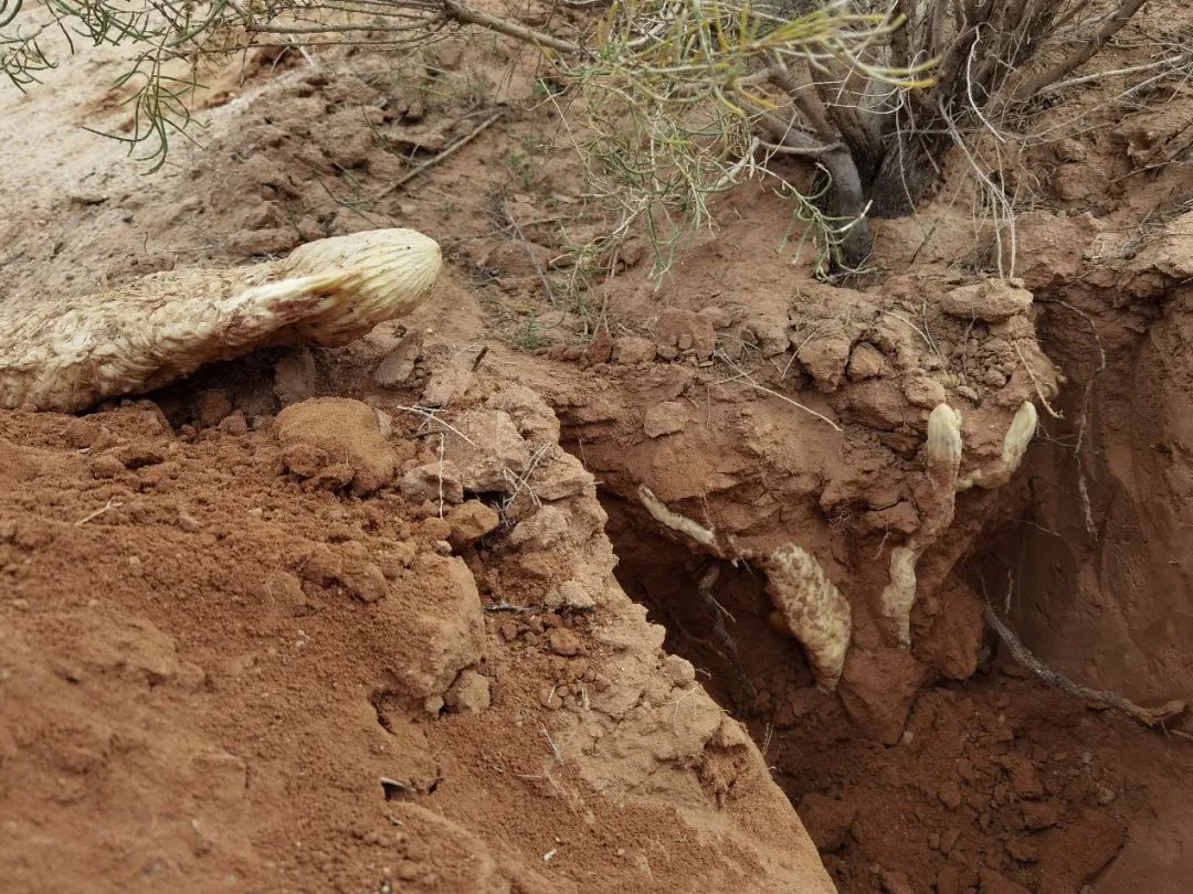 它的种子比花草菜籽的种子还要细小,洒下一些到梭梭树的根部,唯有那些