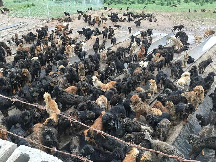 玉树的一家流浪狗收容中心