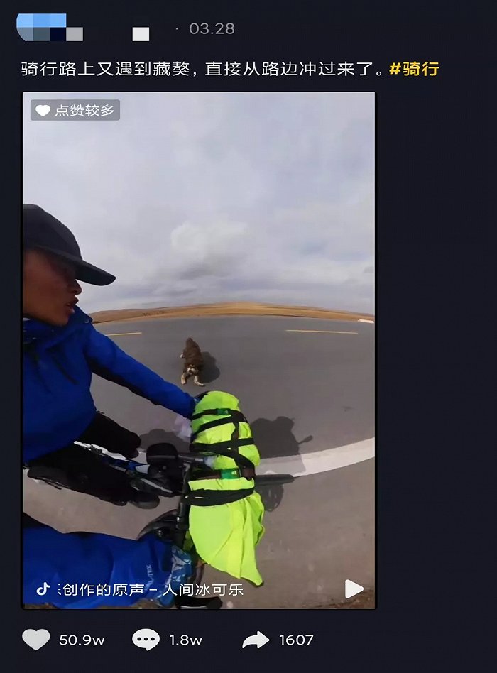 从一只换北京两套房到成为流浪狗，藏獒泡沫是怎么破灭的？