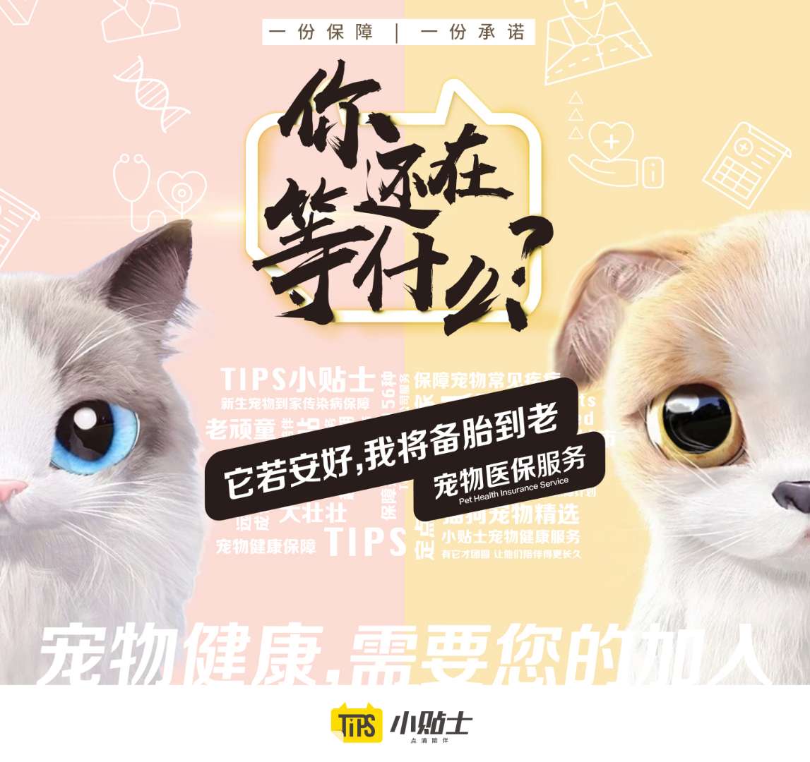 Hundreds of billions of pet industry giants dystocia, this pet platform this year won Wu Shichun nod to invest-Sina.com af82 iypetiv9789618 - Hundreds of billions of pet industry giants dystocia, this pet platform this year won Wu Shichun nod to invest-Sina.com