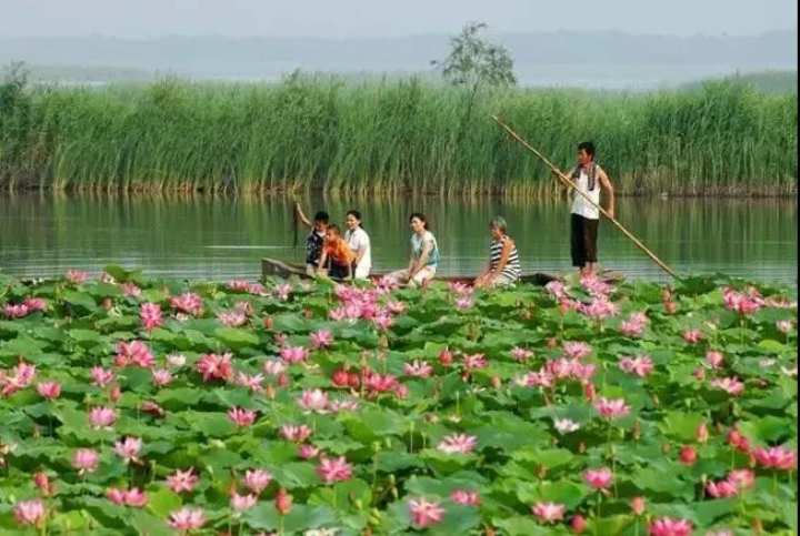 衡水湖景色。 资料图