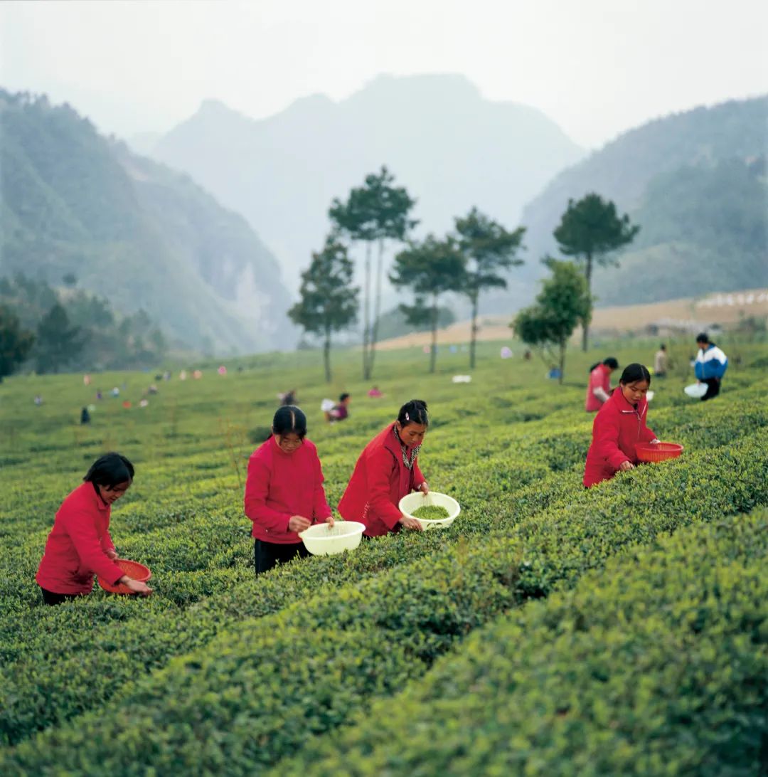 贵州茶山的采茶女工，摄于2003年 