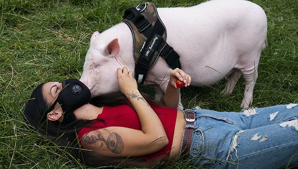 西班牙马德里,女子带着她的宠物猪.图片来源:视觉中国