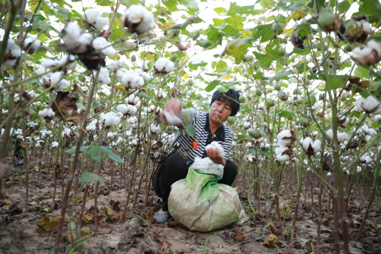 图片新闻河北广宗棉花进入收获季