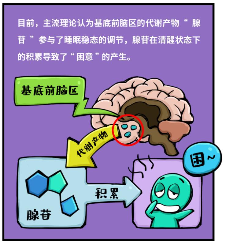 比正常人少睡20中国科学家发现治疗睡眠障碍的潜在靶点