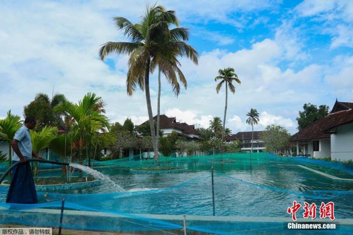 资料图：8月25日消息，印度库玛拉孔度一豪华度假村的游泳池被改造成养鱼场。