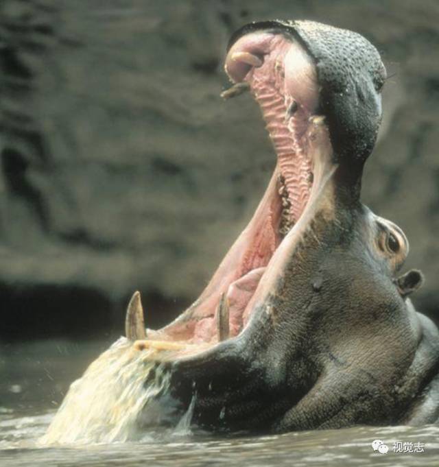 你知道吗河马武力值奇高还有一项必杀技
