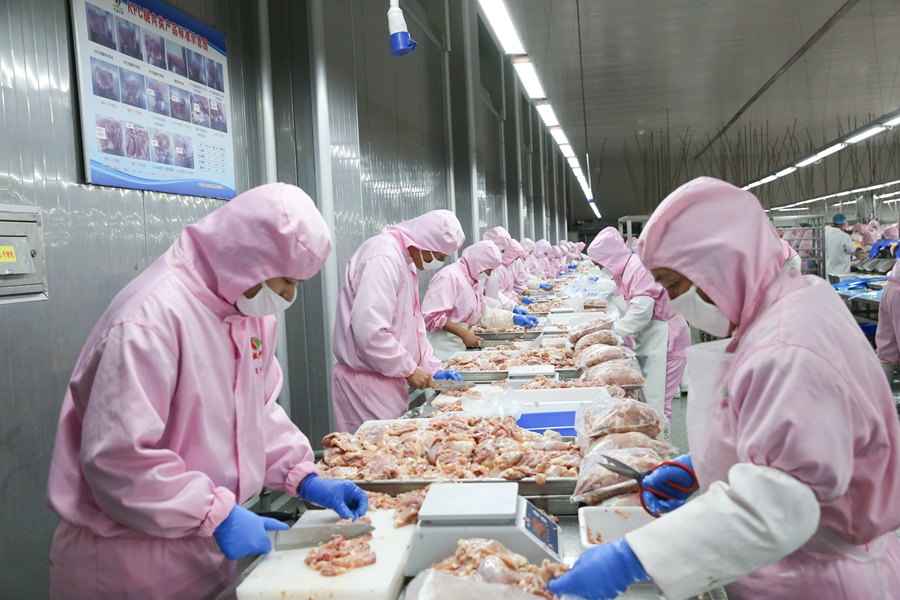 甘肃镇原白羽肉鸡加工扶贫车间助力脱贫