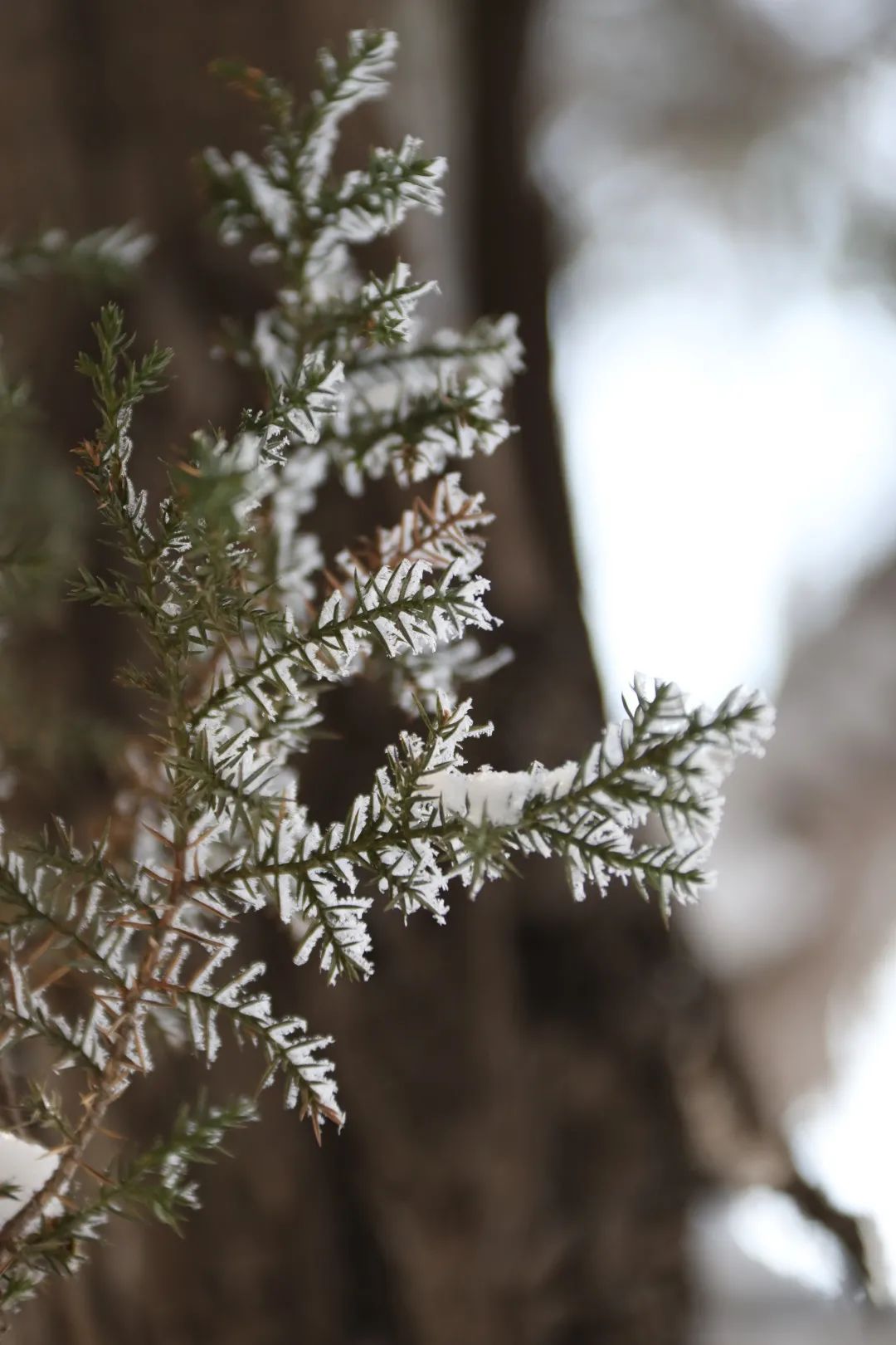 绝美东大版雾凇奇缘