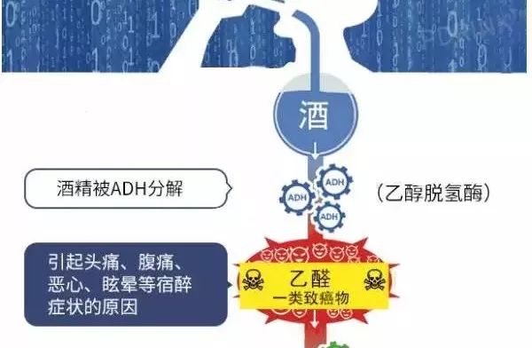 日本博士成功研制出能快速解酒的解酒片，护肝、养胃、好用！|日本_新浪财经_新浪网