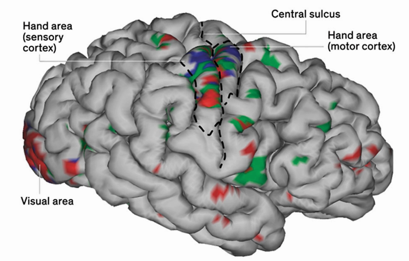 ▲与手部运动相关的大脑活动