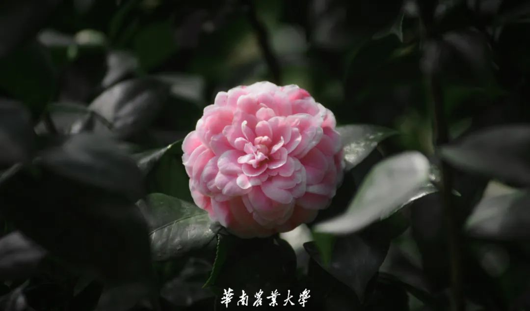 超美 立春 华农的花开了 手机新浪网