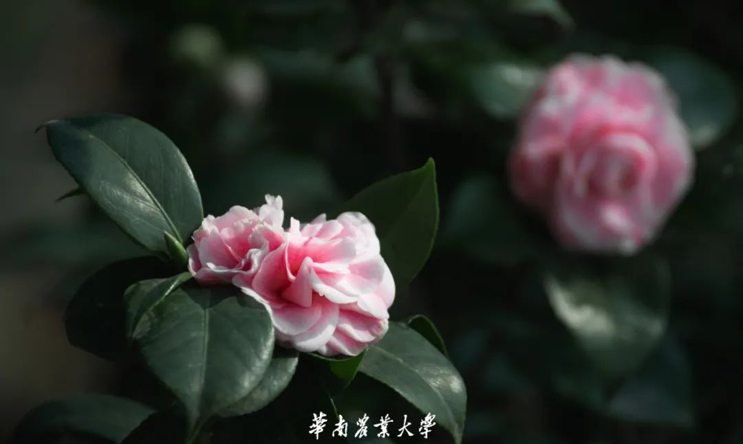 超美 立春 华农的花开了 手机新浪网