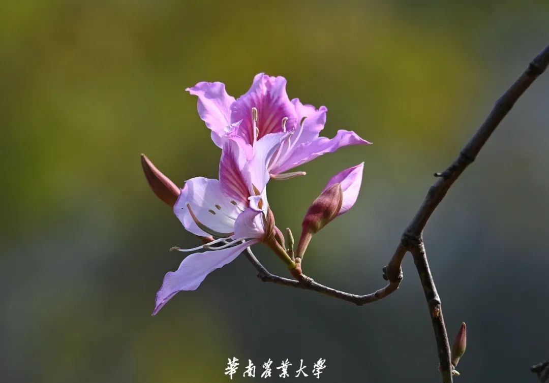 超美 立春 华农的花开了 新浪新闻 超美 立春 华农的花开了 新浪新闻