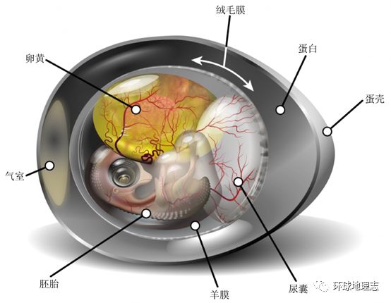 ◤蛋（羊膜卵）的结构示意图@Wikipedia 