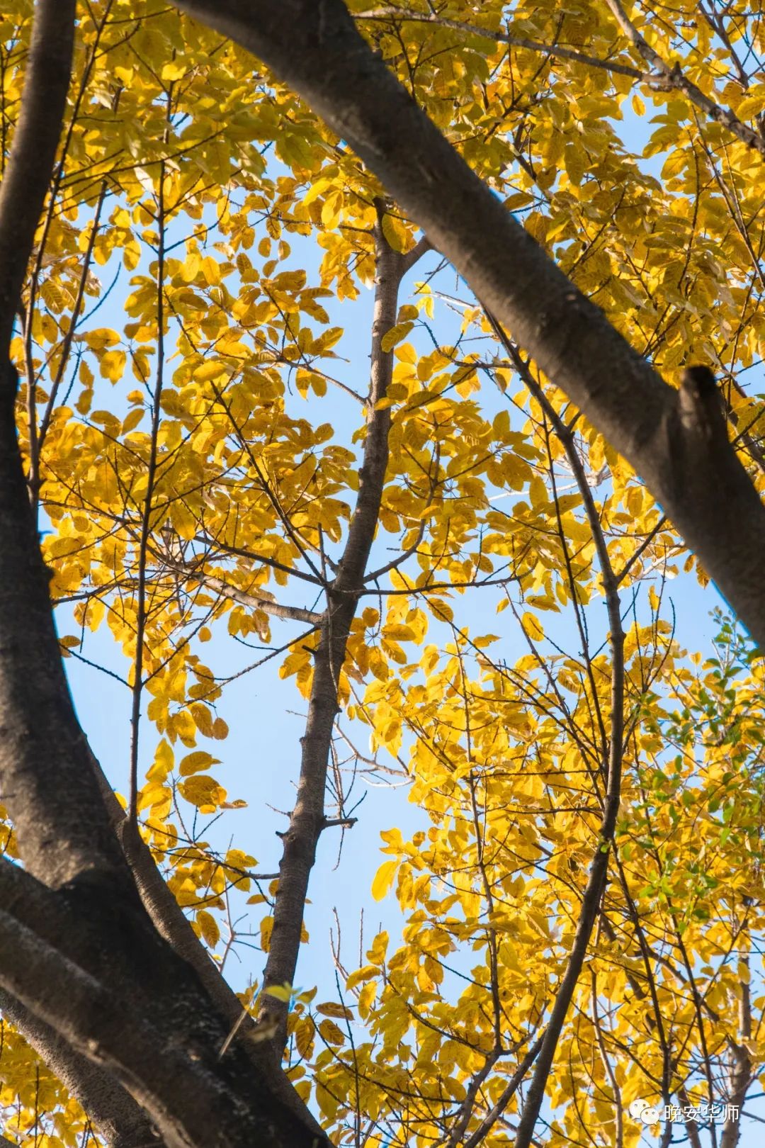 正月的暖风轻拂枝头的鸟雀和鸣一树一风一春天这是华师的美景春树下我