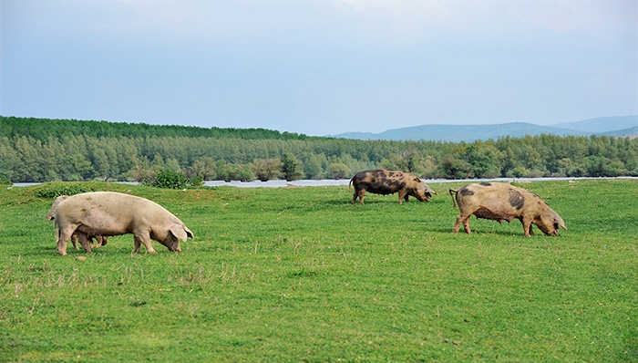 净利润几乎腰斩、单季亏损8.8亿元 温氏股份如何丢掉行业第一？