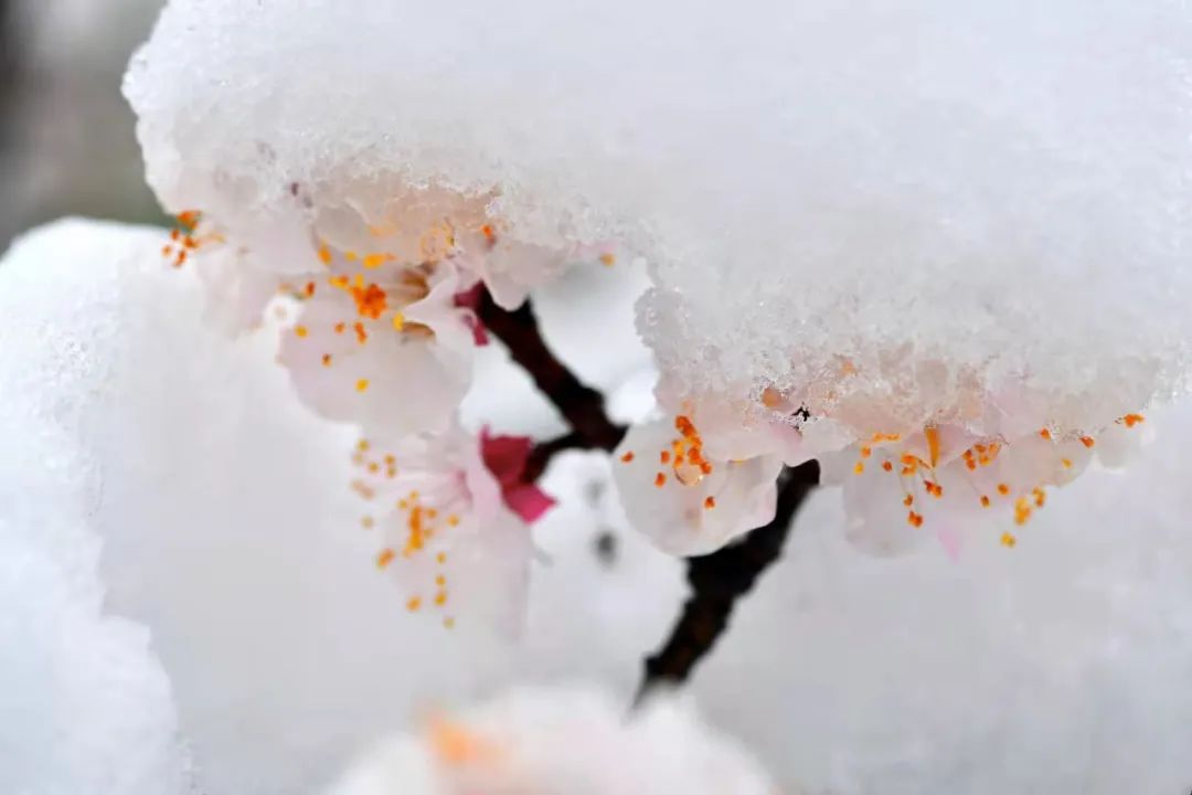 人花瓣在雪花的映襯下但依然有許多花兒映雪盛開冬季百花凋零雪中花帶