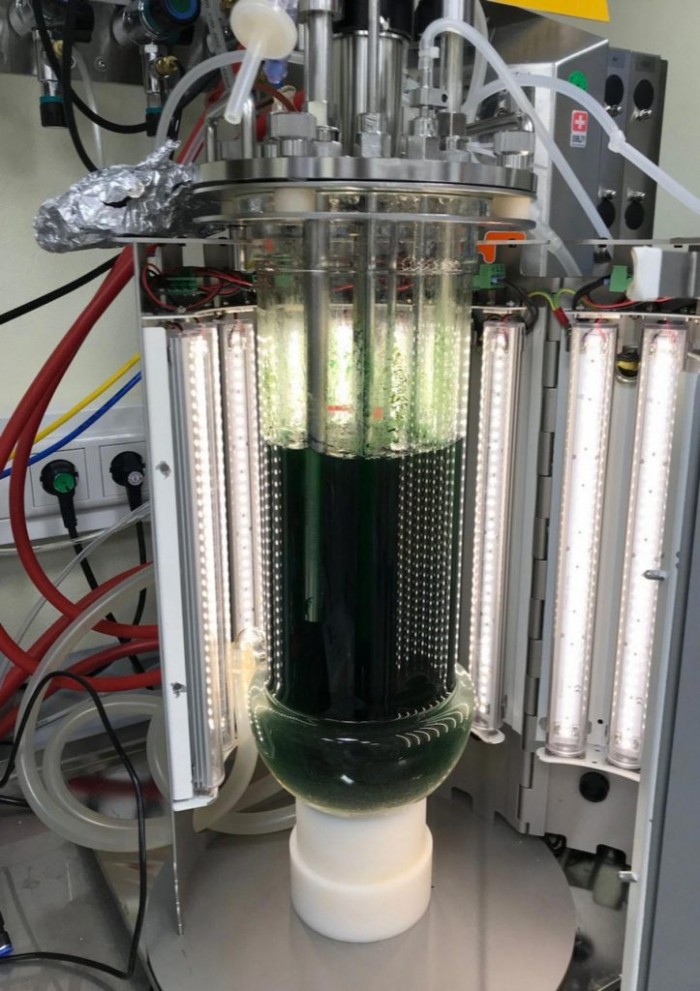 在光生物反应器中可以培养出大量的蓝藻