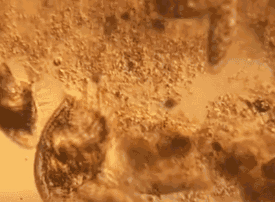 ▲为了健康，建议三个月至六个月换新一次内裤。