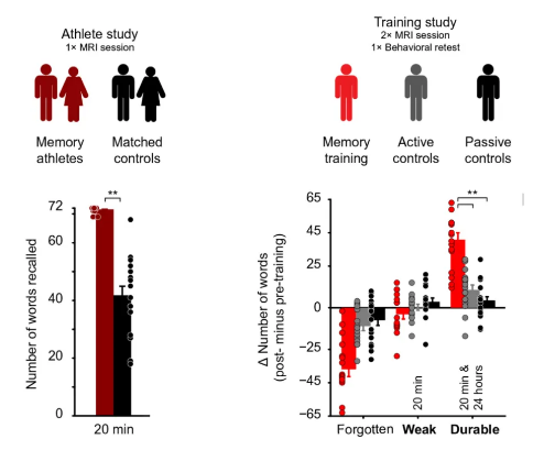第一组实验结果（左图），记忆选手和对照组的记忆表现（记忆单词列表）明显高于对照组；第二组实验结果（右图），利用位置记忆术的选手与其他两组相比，短期记忆并无差异，但持续性记忆明显提高。图片来源于论文