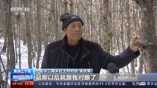 黑龙江：村民山林捡柴突遇东北虎 所幸成功脱险