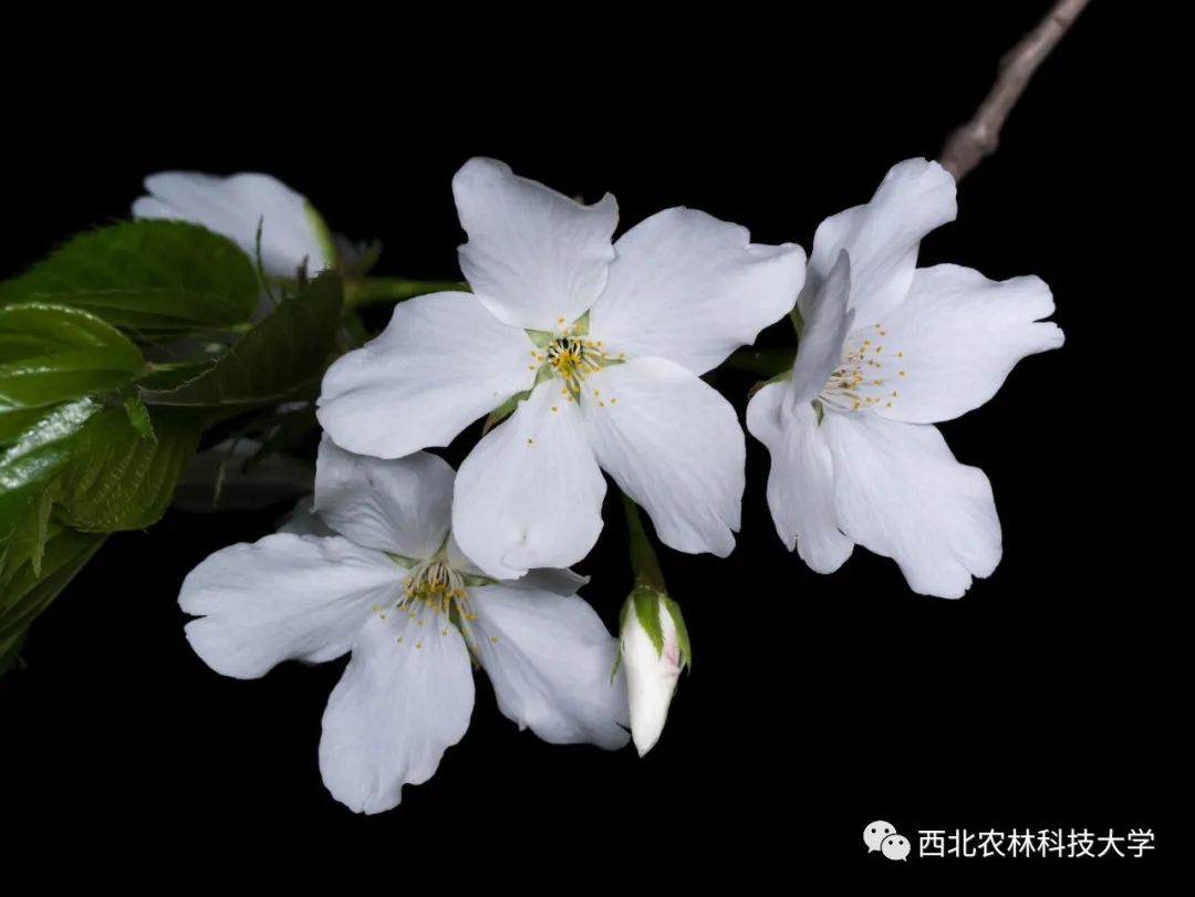 西农赏樱攻略 带上相机 穿上长裙 你就是 樱花女神 含视频 手机新浪网