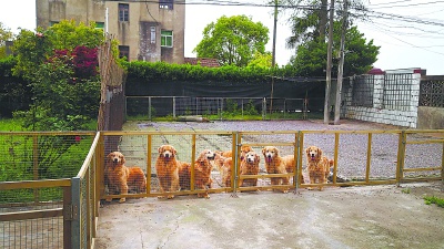 金毛幼犬狗粮排行榜_狗粮排行榜选购清单了解一下,疯狂的小狗狗粮也上榜啦