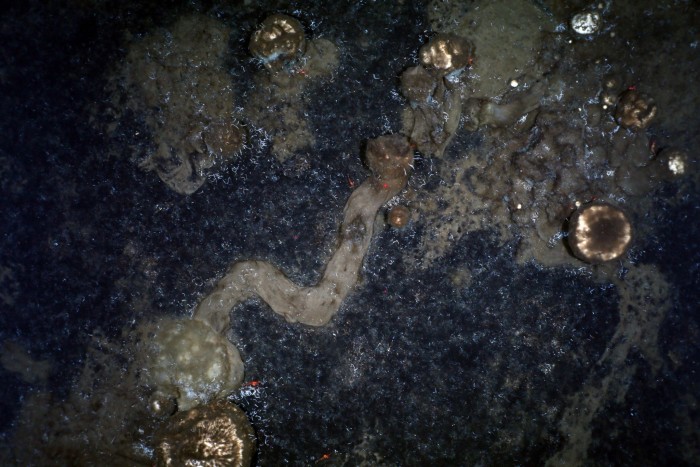深海惊喜：研究人员在海底意外发现海绵活动路径