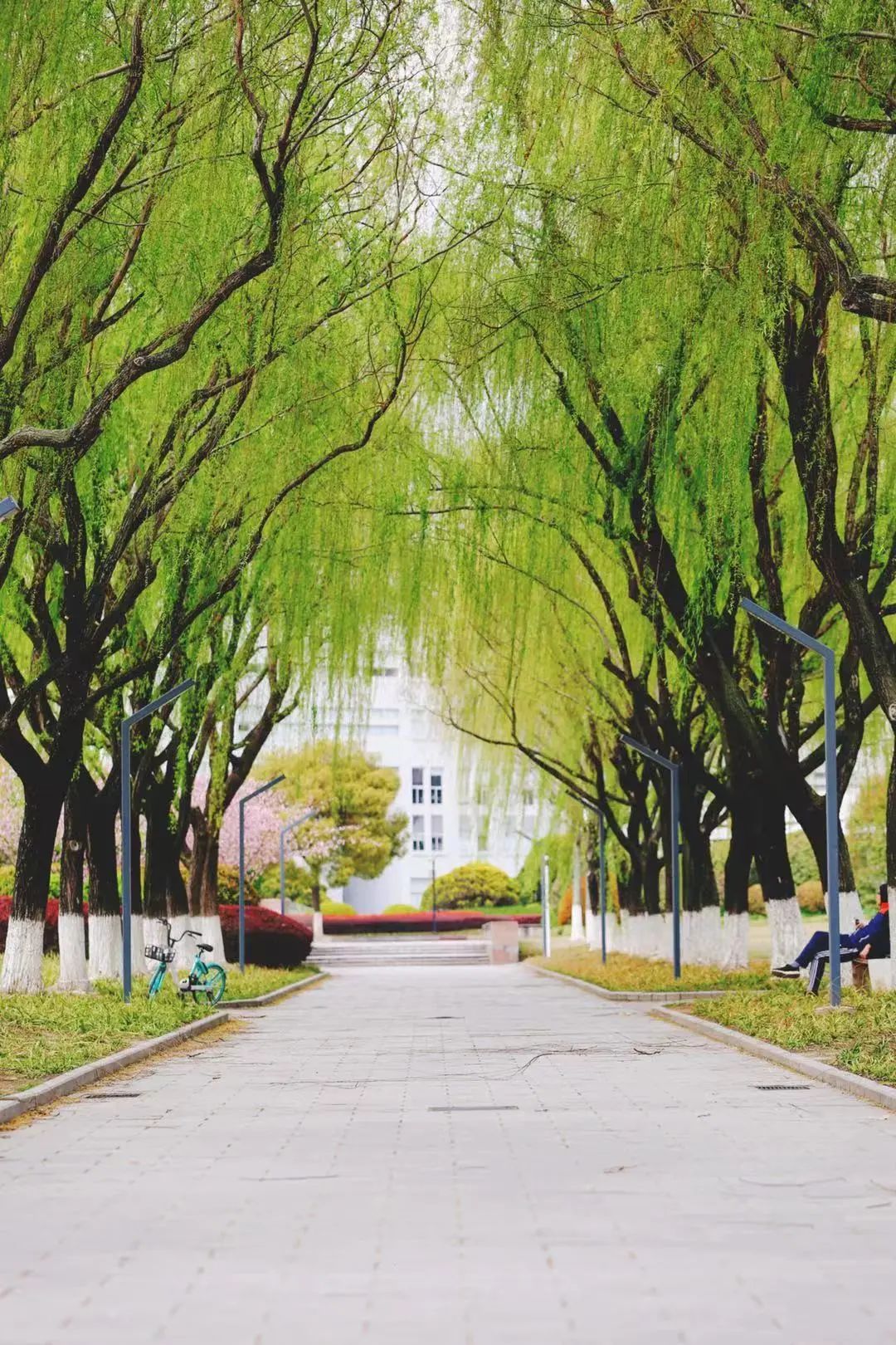 上海大学万千旖旎吾爱独钟意你一路相伴