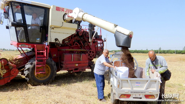 收割机在田间来回穿梭,收割,脱粒,粉碎一气呵成.