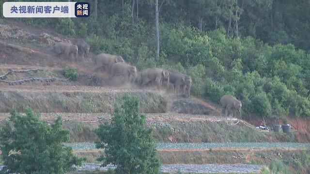 15头亚洲象群已至云南玉溪红塔区大湾村尖山哨坡附近 专家：有继续北迁趋势