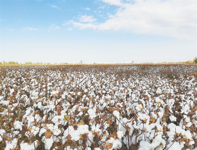 国家种质三亚野生棉圃蕴藏着棉花新品种的未来 新浪新闻