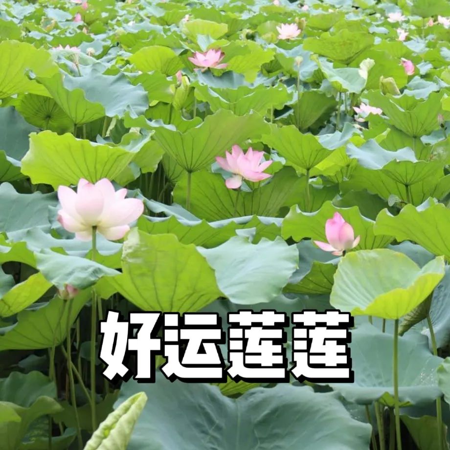 好运连连表情包高考即将落幕 期末考试即将来临暨南荷花表情包点击