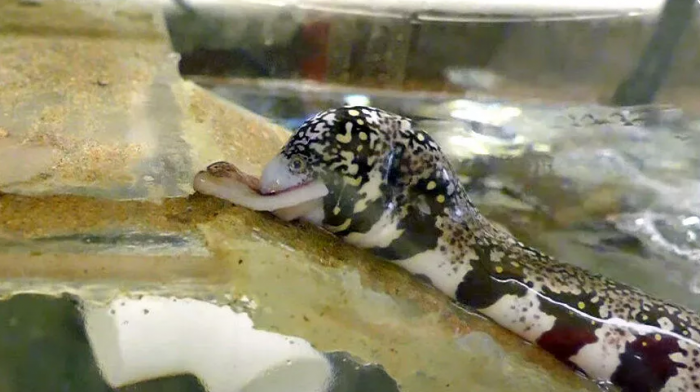 看雪花蛇鳝如何以非同寻常的方式吞下寿司点心