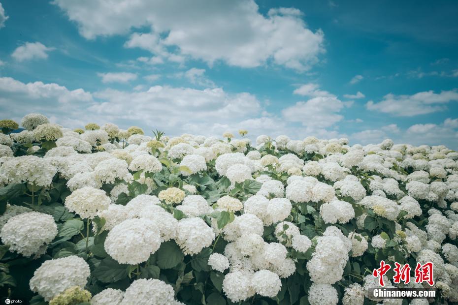 云南宜良南国山花绣球初夏盛开朵朵绽放景色迷人 高清图集 新浪网 云南宜良南国山花绣球初夏盛开朵朵绽放景色迷人 高清图集 新浪网