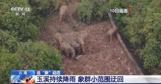 云南玉溪持续降雨 野象群小范围迂回