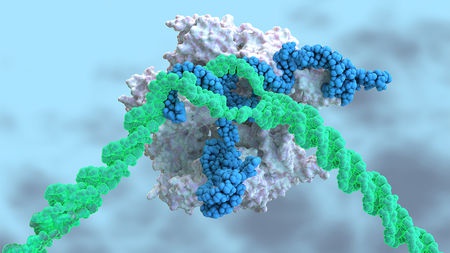 Jennifer Doudna 盛赞：首次将 CRISPR 注入血液治疗肝病