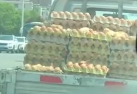 高温与烈日下 运鸡蛋的货车上出现小鸡