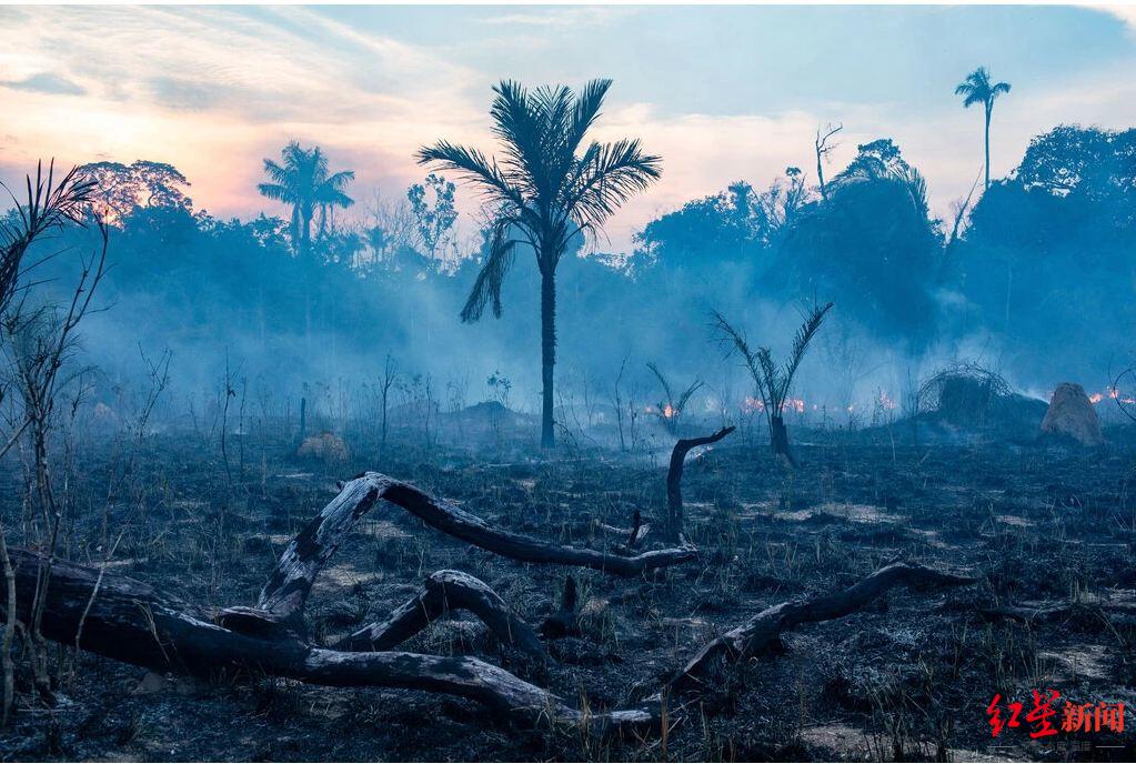 亚马孙雨林被毁林开荒 图据纽约时报
