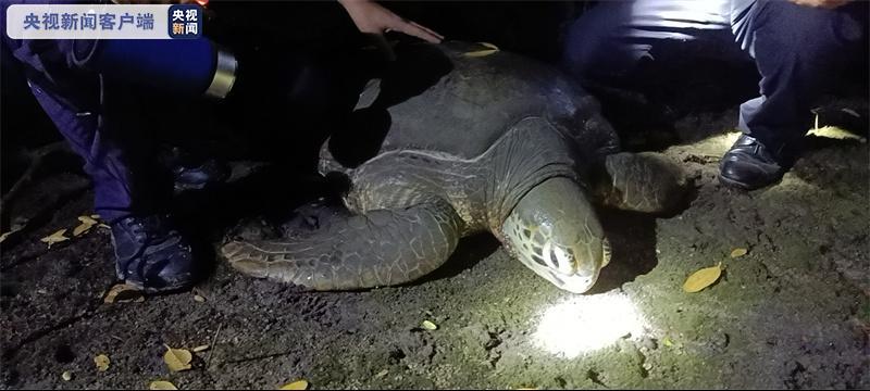 心疼！三亚海湾惊现一只200余斤患病海龟，身体虚弱无法爬行