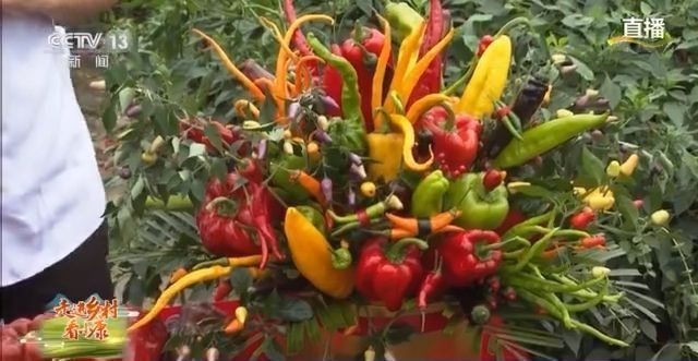 一颗种子三毛多 色素可以制口红……小辣椒种成大产业