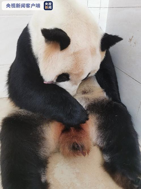 “海归”大熊猫顺利产崽！我国喜迎两胎四崽熊猫宝宝