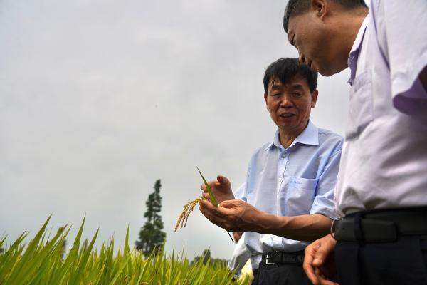 李家洋院士（左）在查看水稻生长情况。新华社记者周密 摄
