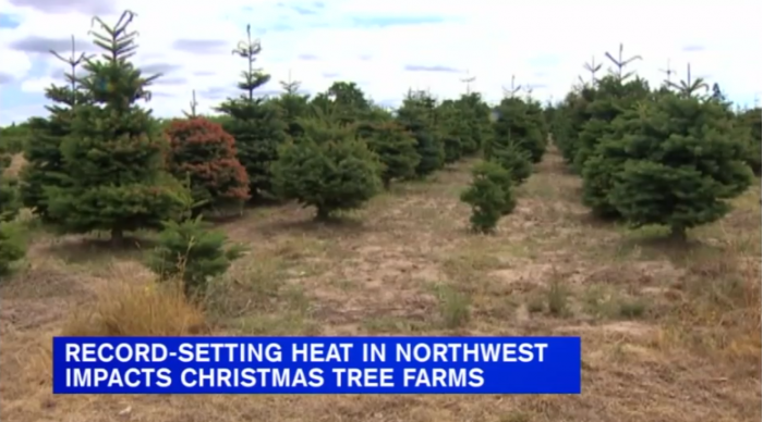 美国极端高温导致大量冷杉枯亡 圣诞树价格恐大涨